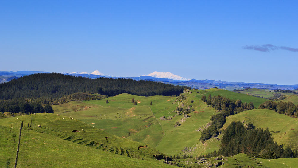 Discover Te Kuiti The King Country's Charming Limestone Capital