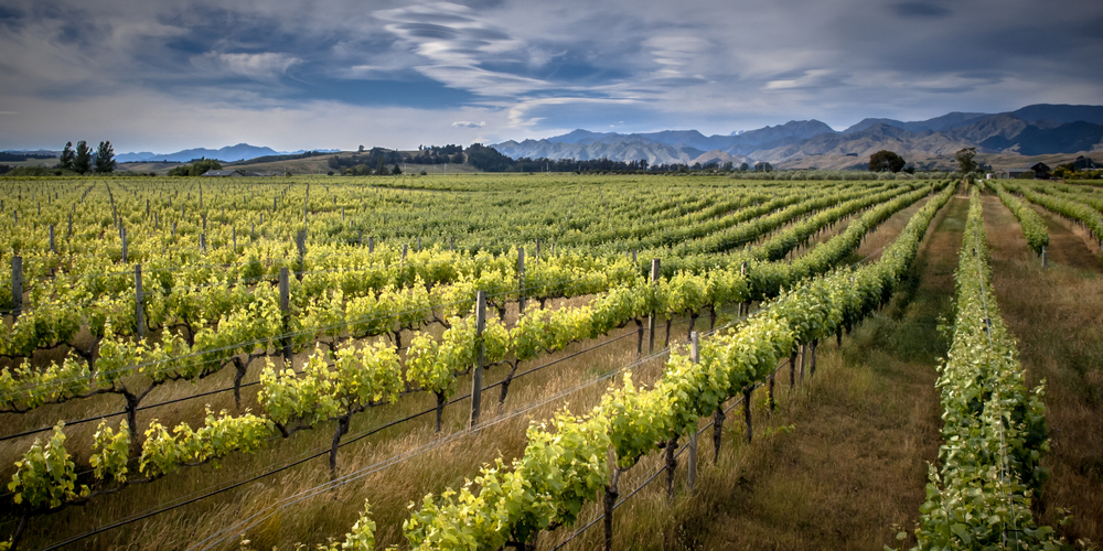 Marlborough: Wine, Sounds, and Outdoor Adventures