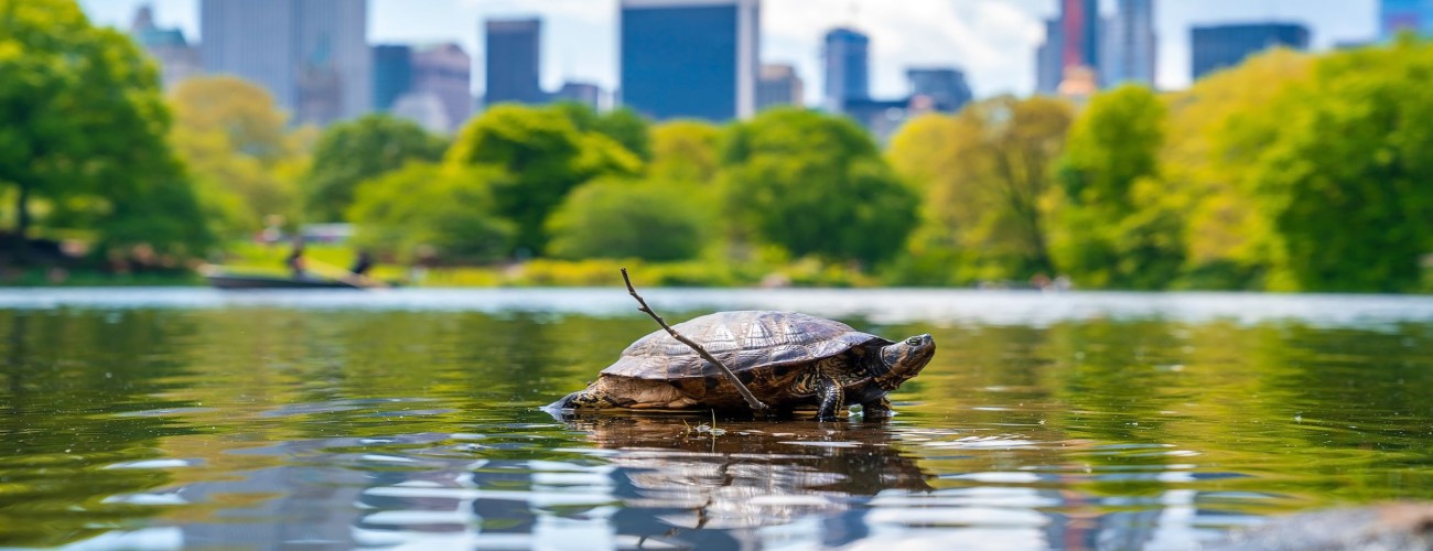 Eco-Friendly Auckland: Sustainable Travel Tips and Experiences